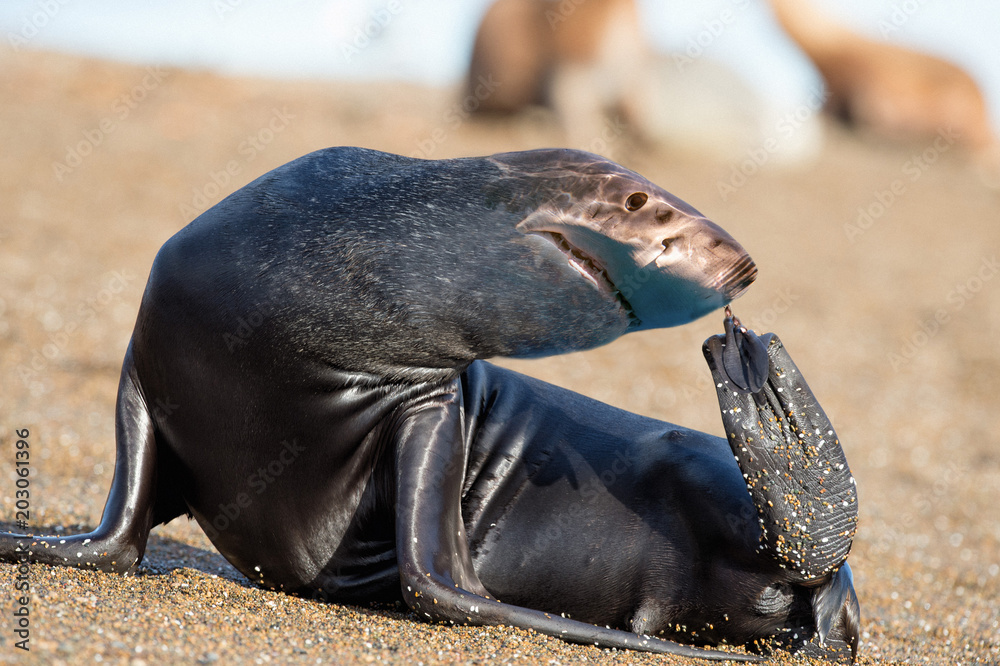 hybrid animal sea lion shark alteration Stock Photo Adobe Stock
