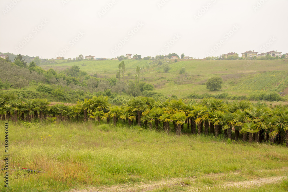 Fototapeta premium çiçek bahçeleri