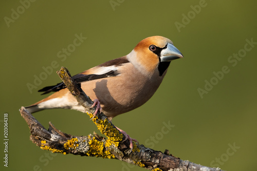 Leinwand Poster Hawfinch, Coccothraustes coccothraustes