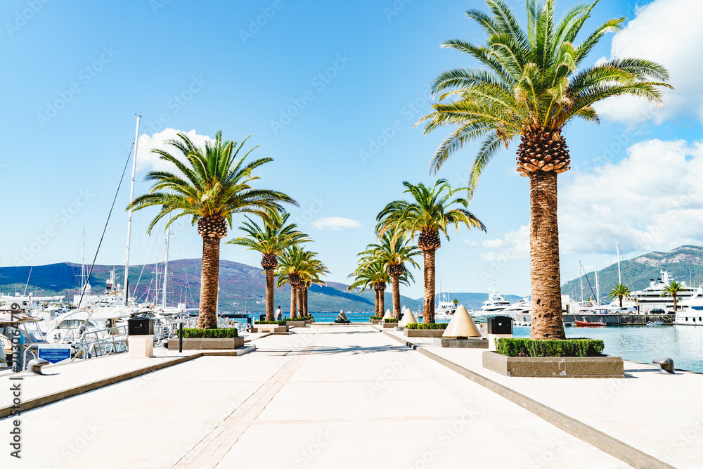 palm trees and yachts on a sunny day in the marina in Porto Montenegro, Tivat - obrazy, fototapety, plakaty 
