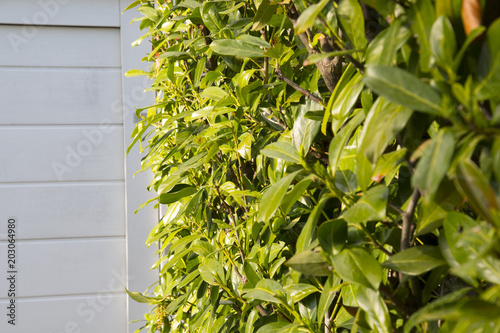 cherry bayberry bush