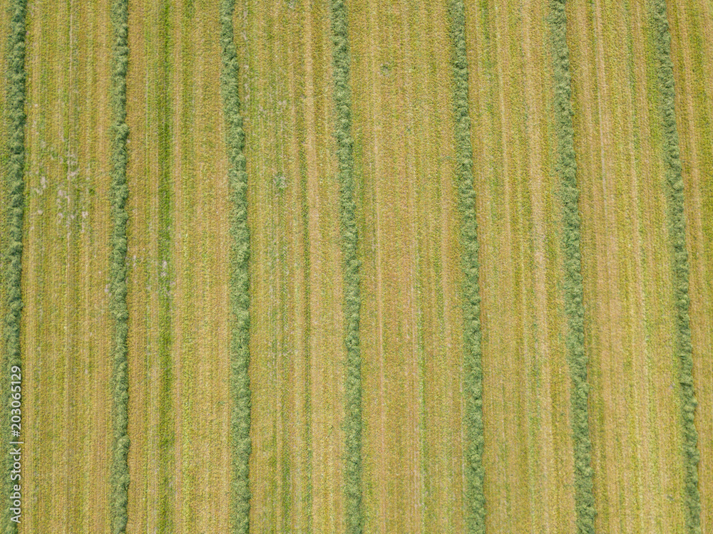 Aerial view of hay field in evening sunlight in Switzerland with regular line patterns Aerial view of hay field in evening sunlight in Switzerland with regular line patterns