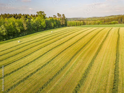 Aerial view of hay field in evening sunlight in Switzerland with regular line patterns