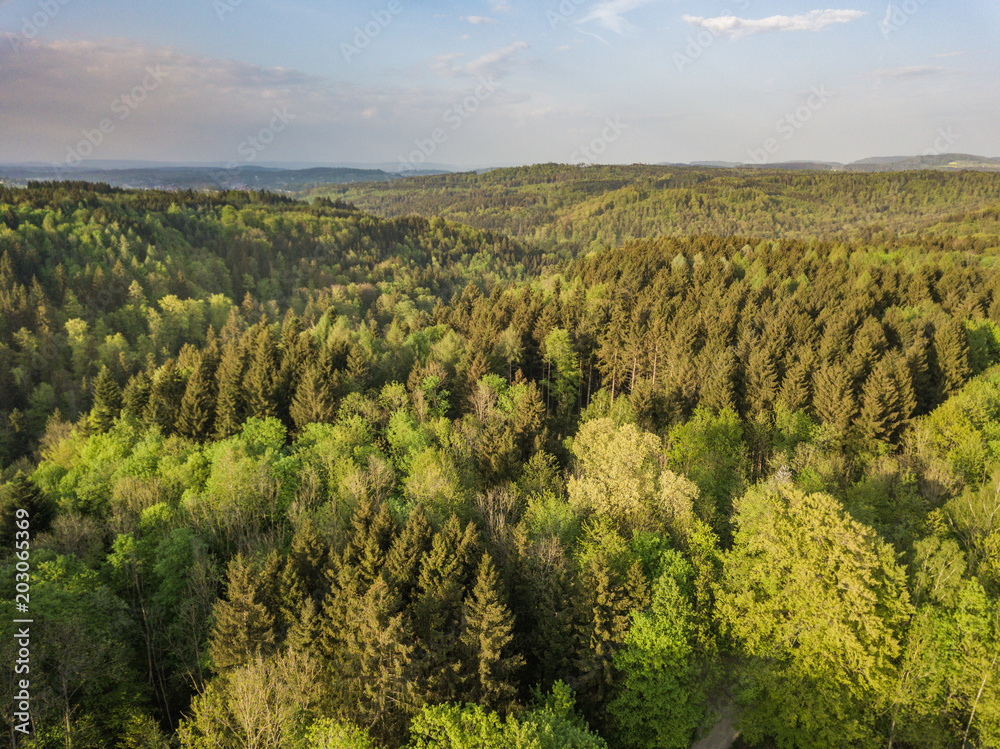 Aerial view of forest in evening sunlight, warm colors, in Switzerland
