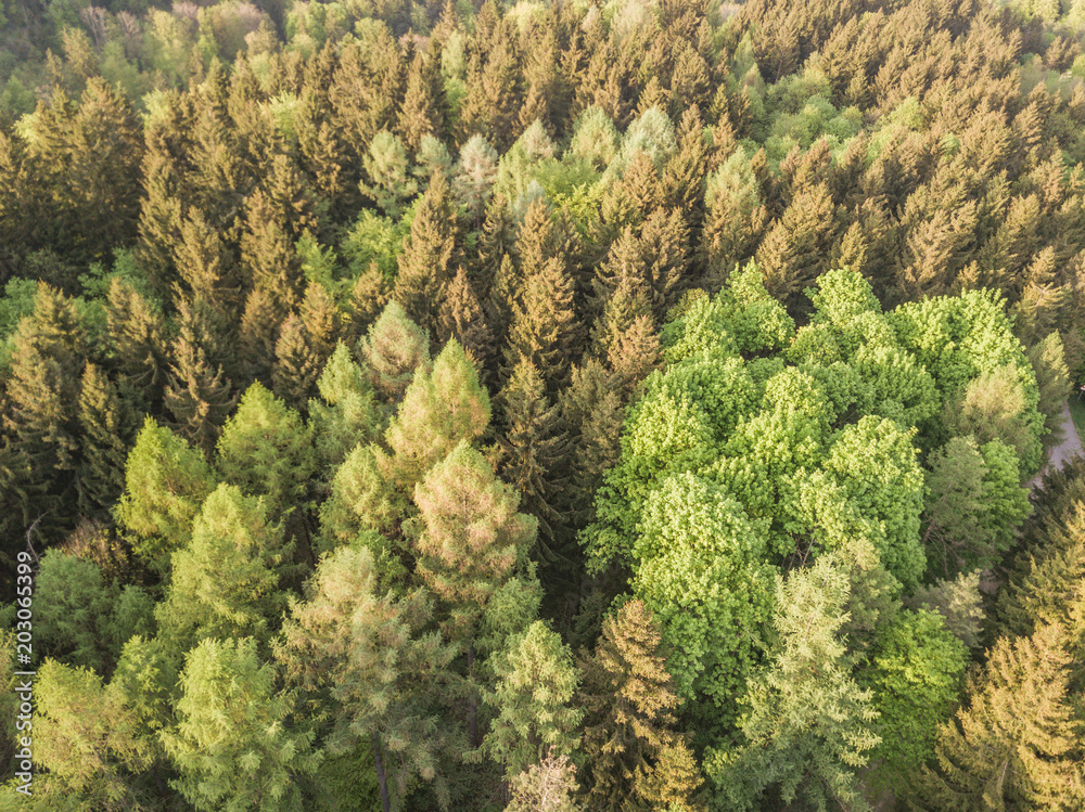 Aerial view of forest in evening sunlight, warm colors, in Switzerland Aerial view of forest in evening sunlight, warm colors, in Switzerland