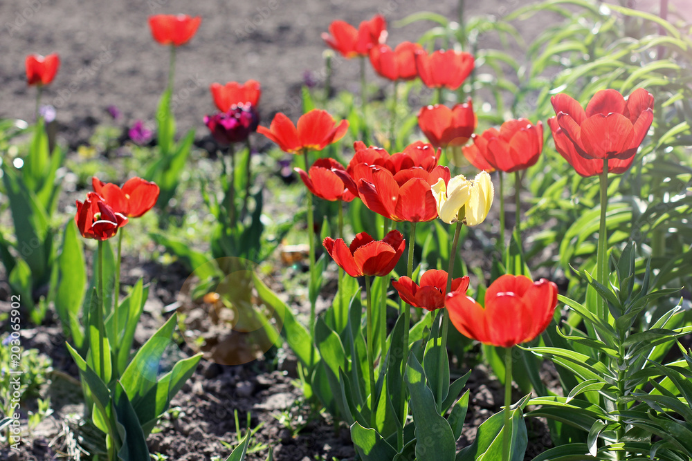 Tulips. Flowers in the garden Tulips. Flowers in the garden