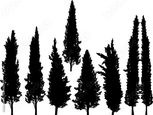 group of cypresses isolated on white photo