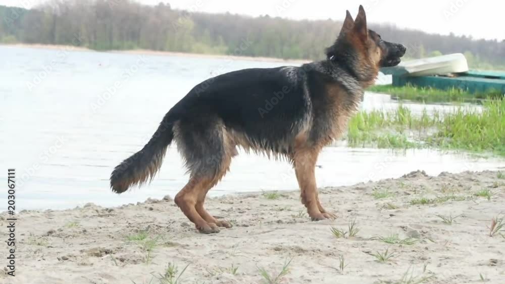 Shepherd catches a stick, slow motion Shepherd catches a stick, slow motion