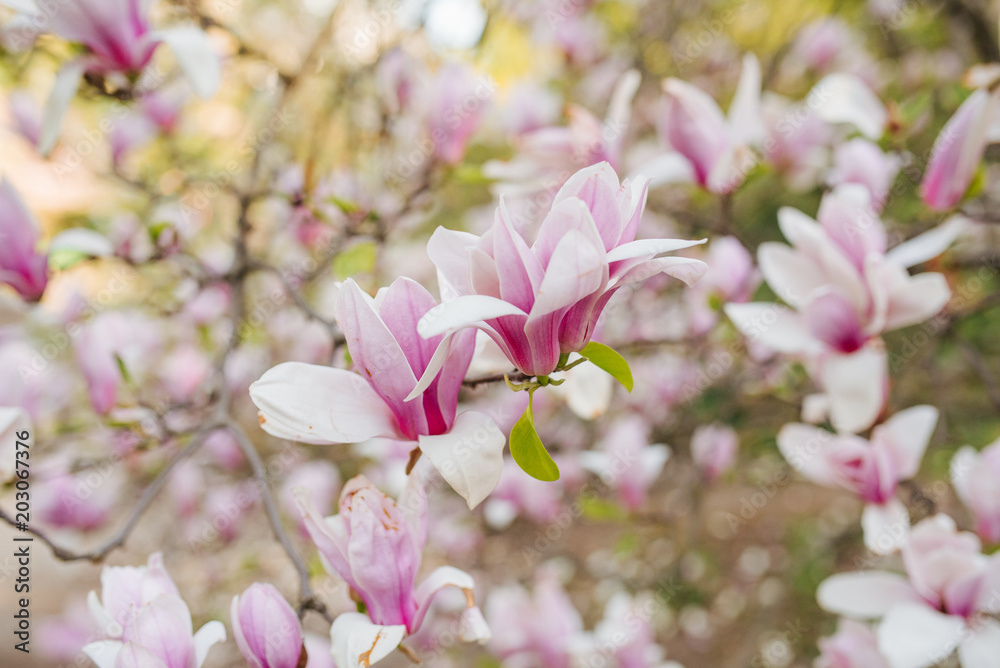 Magnolia pink blossom tree flowers, close up branch, outdoor. Blooming magnolia tree in the spring city. Spring floral photo background