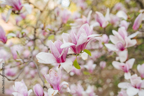 Magnolia pink blossom tree flowers  close up branch  outdoor. Blooming magnolia tree in the spring city. Spring floral photo background