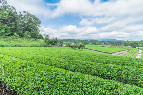  Fresh green tea farm in spring , Row of tea plantations (Japanese green tea plantation) with  blue sky  background  in Fuji city ,Shizuoka prefecture, Japan.