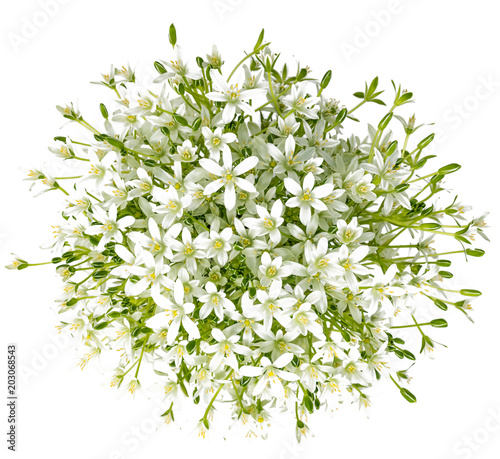 Blumenstrauß aus Dolden-Milchstern Blüten auf weißem Hintergrund photo