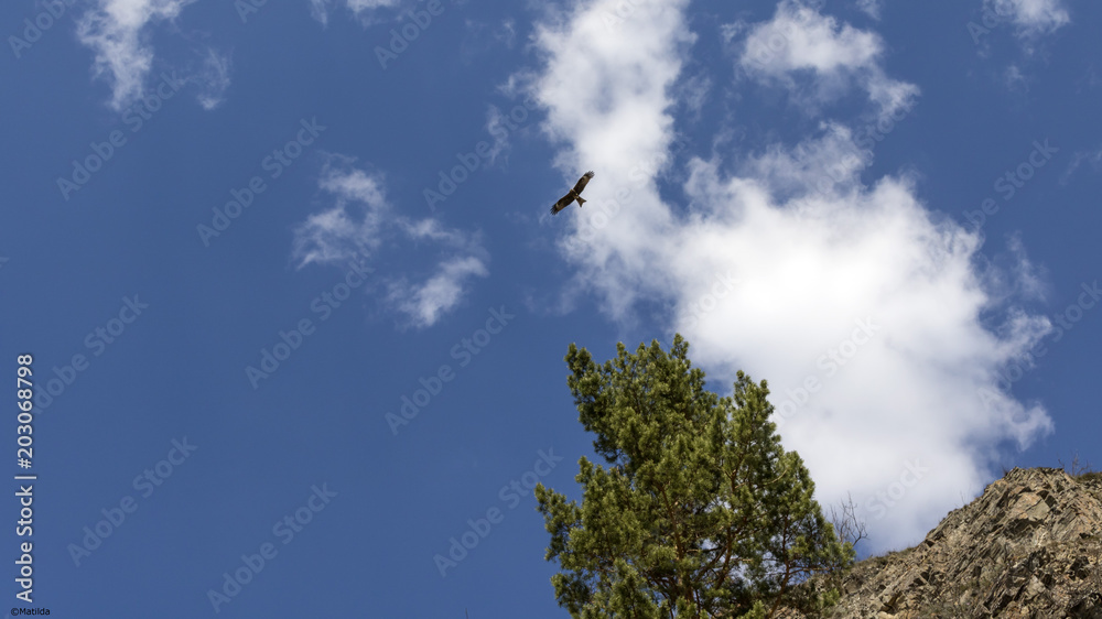 flight flight