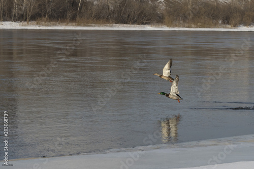  ducks over the Yenisei River photo