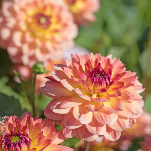 Fototapeta Naklejka Na Ścianę i Meble -  Dahlien, Dahlias