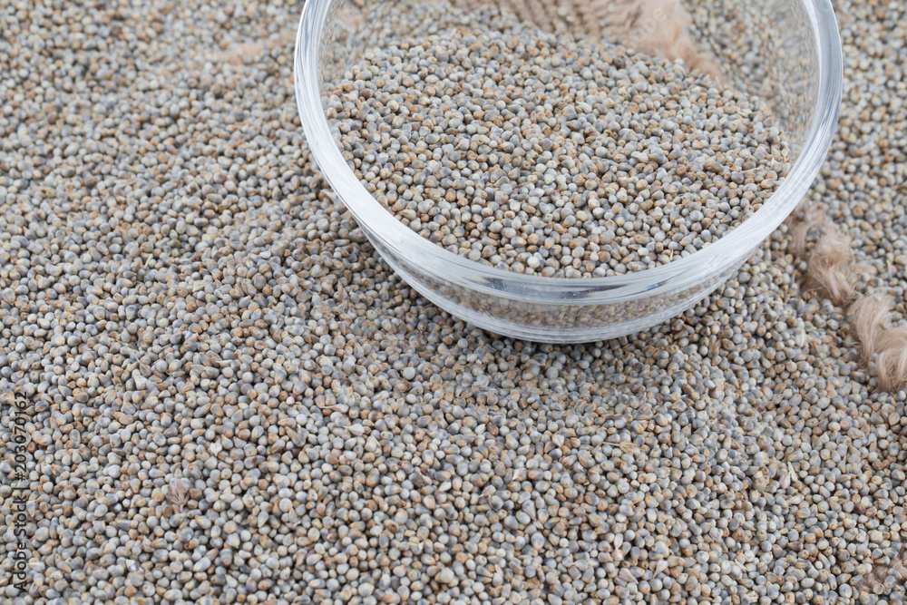 Pearl Millet Seeds Also Know as Bajra, Bajri, Bulrush Millet or Indian