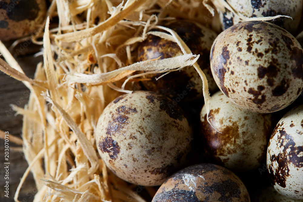 Conceptual still-life with quail eggs in hay nest over dark wooden background, close up, selective focus Conceptual still-life with quail eggs in hay nest over dark wooden background, close up, selective focus