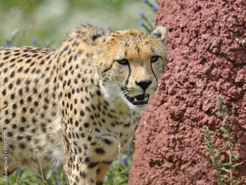 Cheetah (Acinonyx jubatus) photo