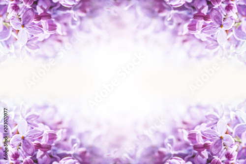 Romantic floral background with purple or violet lilac flowers