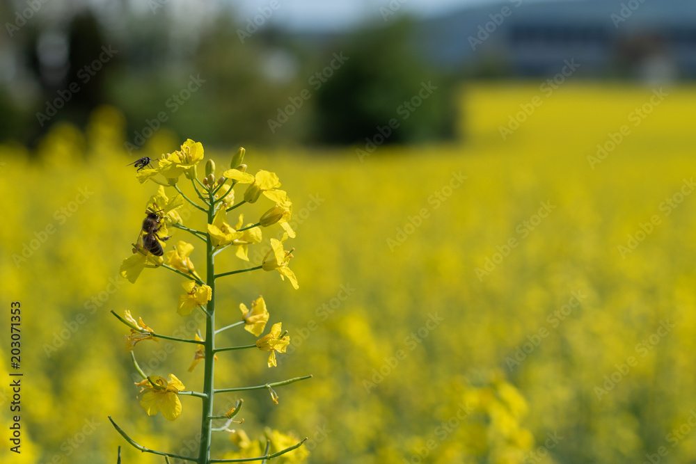 Obraz premium Raps mit Biene auf der Blüte