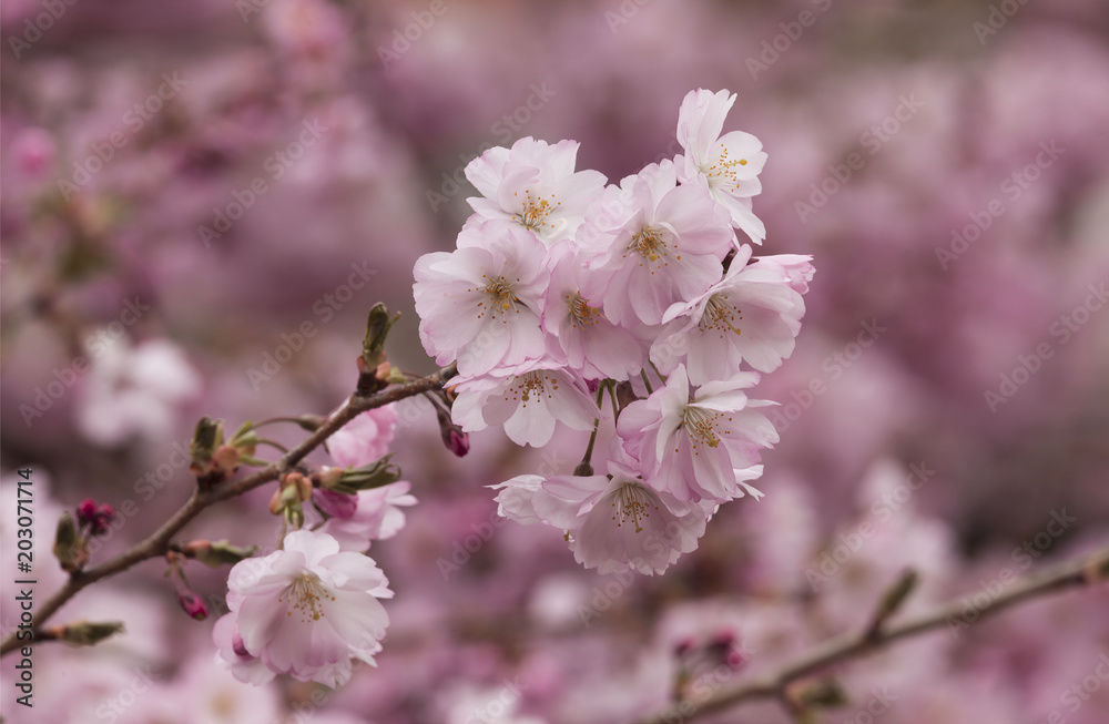 Fototapeta premium Zierkirschblüte