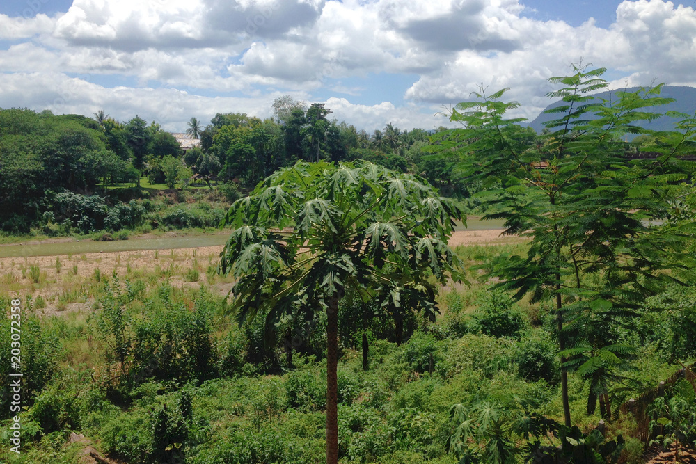 Fototapeta premium green lush nature in Luang Prabang, Laos