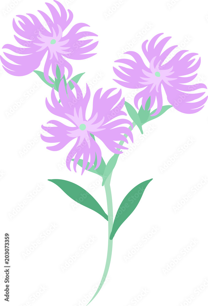 The illustration of dianthus