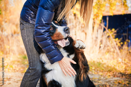 Bernese mountain dog walking in autumn park with his owner photo