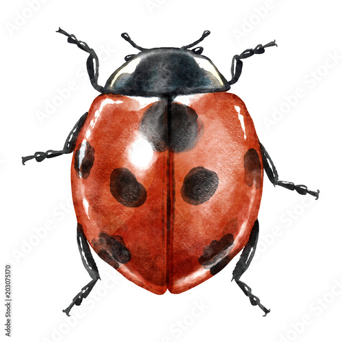 Ladybug watercolor illustration, isolated on white