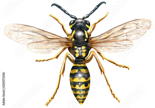 Fotótapéta Wasp watercolor illustration, isolated on white