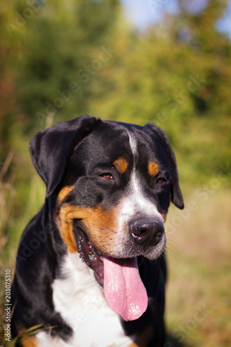 Great swiss mountain dog walking outdoors