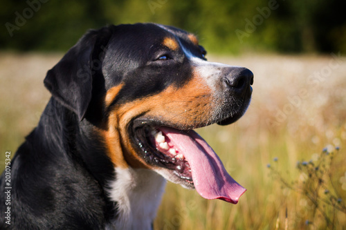 Great swiss mountain dog walking outdoors