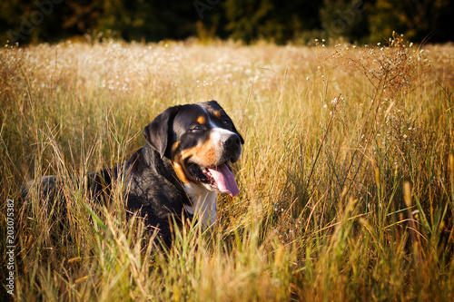 Great swiss mountain dog lying in the grass outdoors