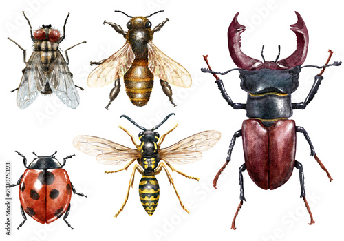 Insect collection watercolor illustration, isolated on white © jenesesimre