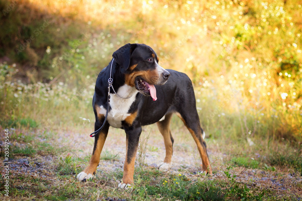 Great swiss mountain dog standing in the grass outdoors Great swiss mountain dog standing in the grass outdoors