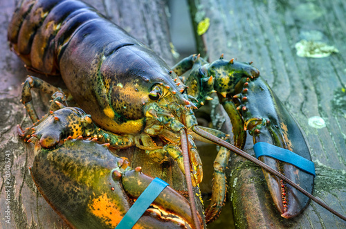 Hummer Homarus Meer Feinschmecker Greifschere