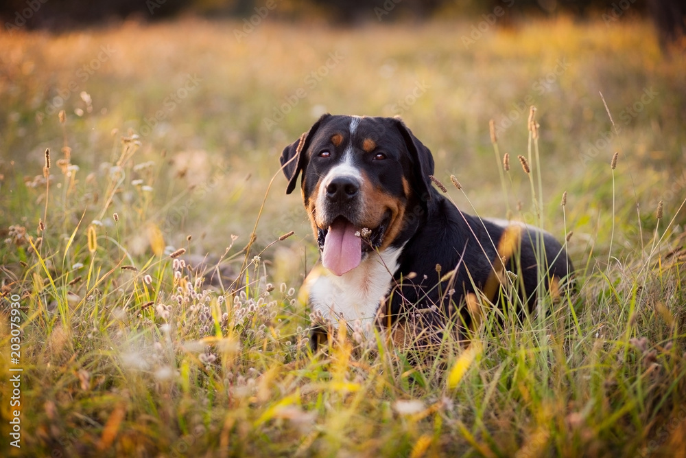 Great swiss mountain dog lying in the grass outdoors in sunset Great swiss mountain dog lying in the grass outdoors in sunset