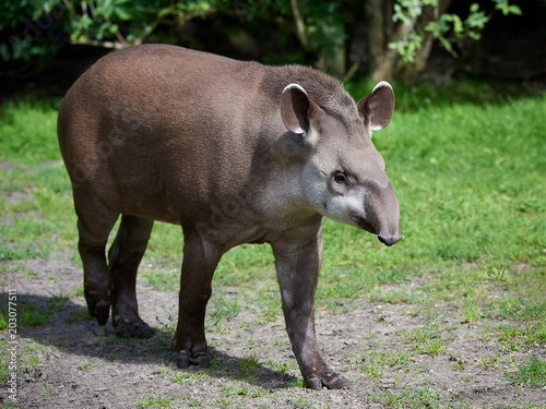 South American tapir (Tapirus terrestris)