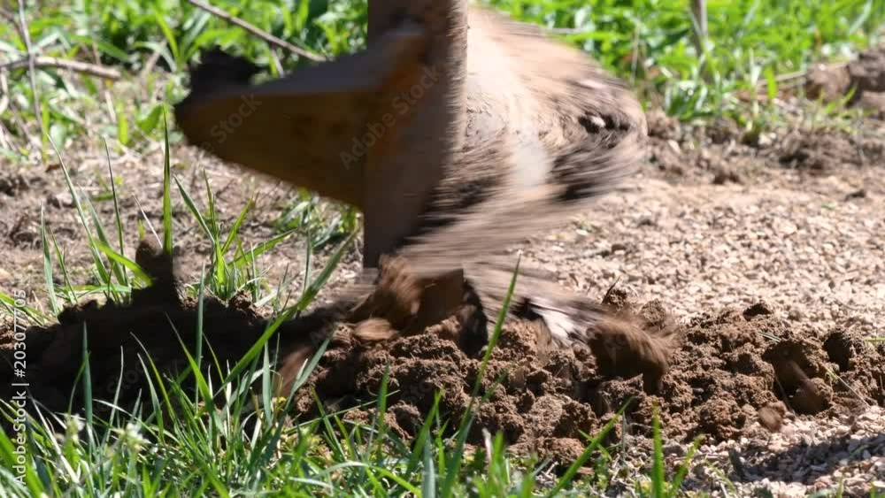 Close up of tractor auger digging a hole