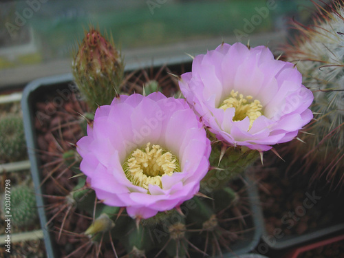 Cactus Acanthocalycium violaceum P110a with large flowers. photo