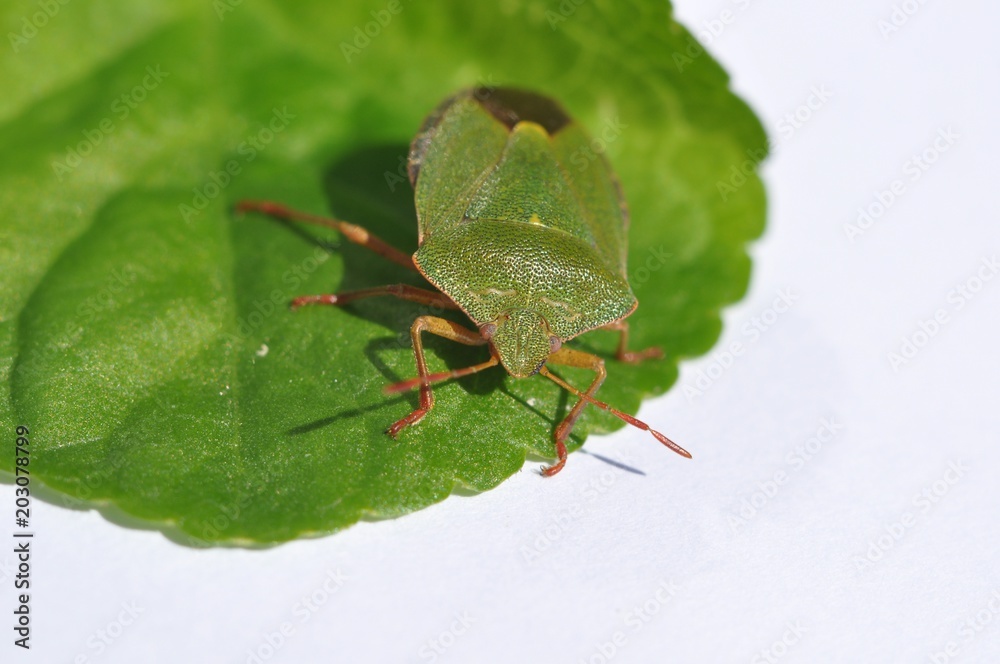 zielony żuk na zielonym liściu