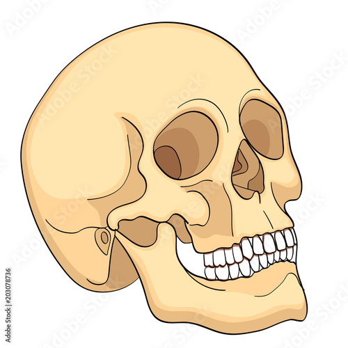 Medical Education Chart of Biology Human Skull Diagram. Vector. Front aspect white background basic medical education
