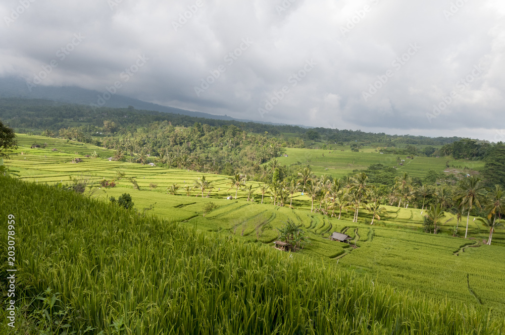Obraz premium Rice field terrace Bali Indonesia