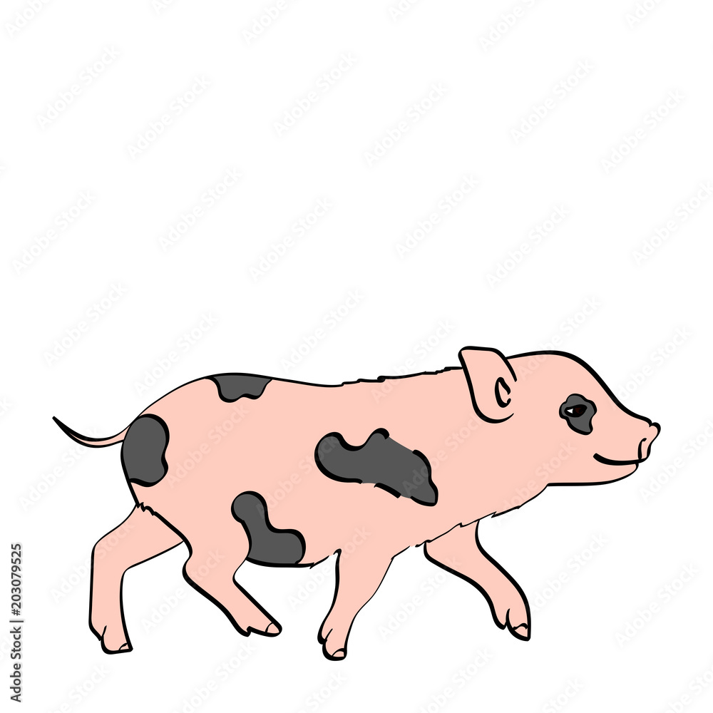 Obraz premium isolated object on white background Pig Pet Mini Pig