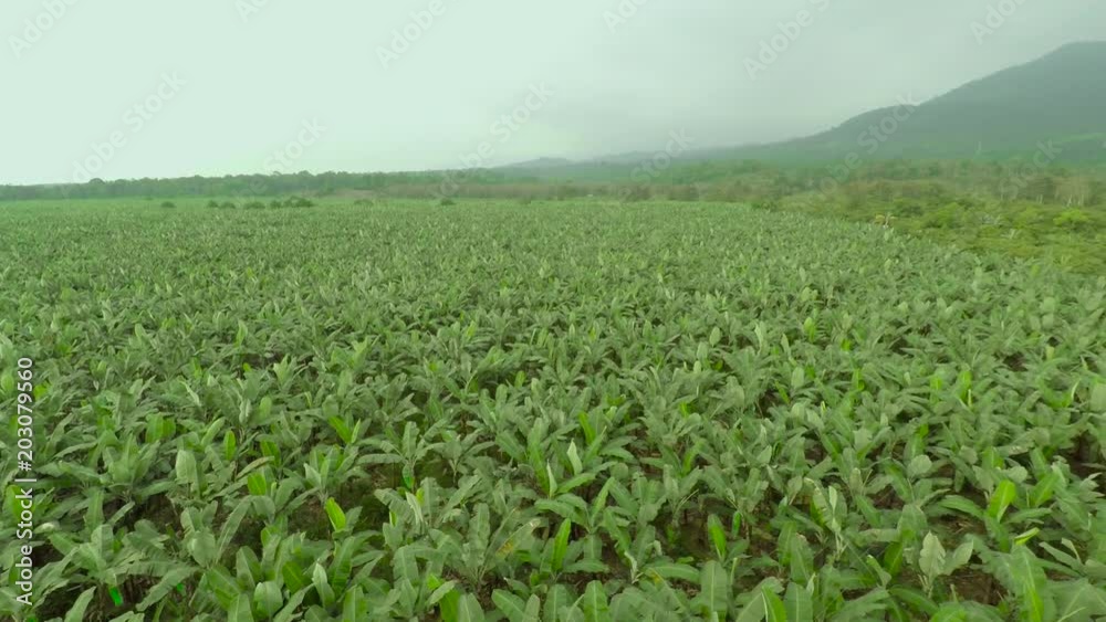 Banana tropical plantation Banana tropical plantation