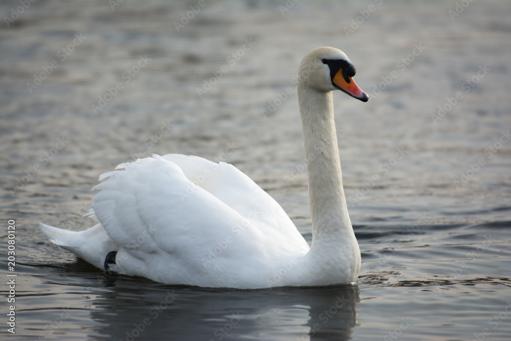 White swan on a river. 
