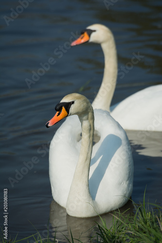 Fototapeta Naklejka Na Ścianę i Meble -  Swan couple swimming on a river. 