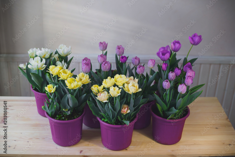Multicolored tulips in pots on a wooden table.