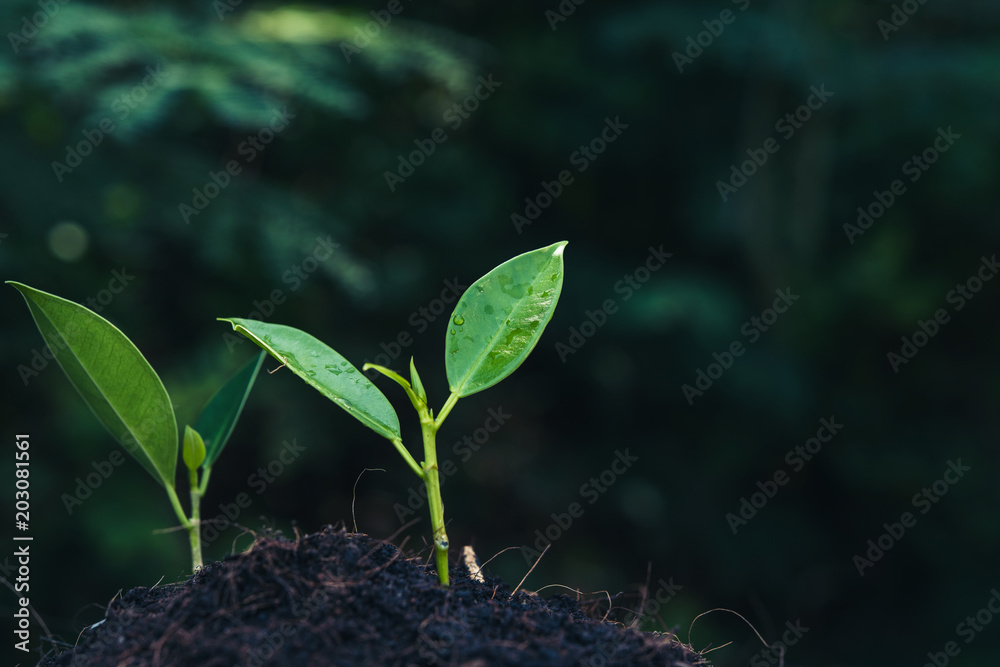 Green sprout growing from seed