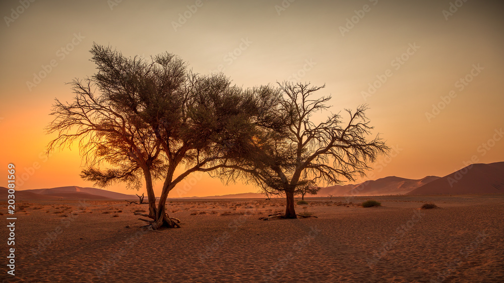 Accacias, désert du Namib